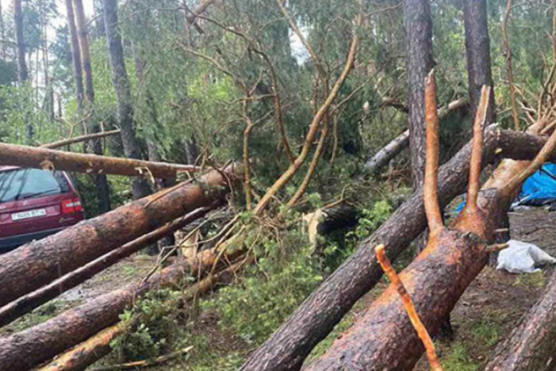 Из-за сильного ливня в Зельвенском районе от падения дерева погибла женщина