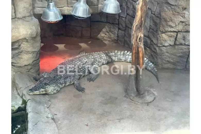 В Минске продают настоящего крокодила: начальная цена - 2000 рублей