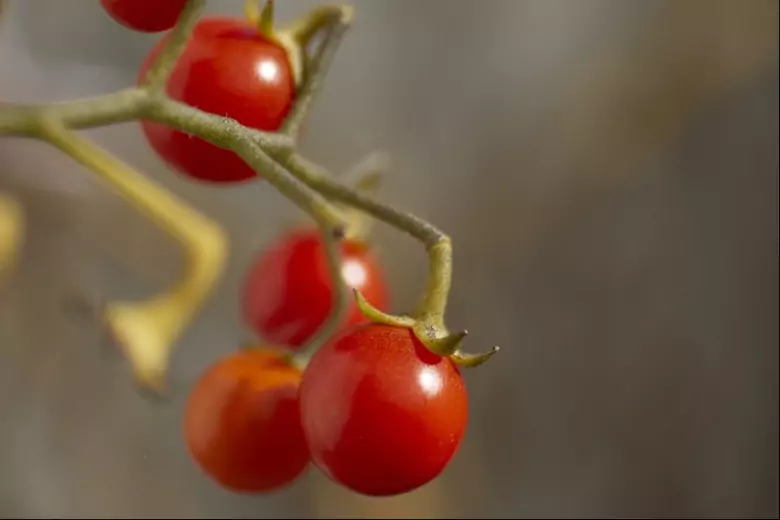 В Китае вывели сладкие на вкус томаты