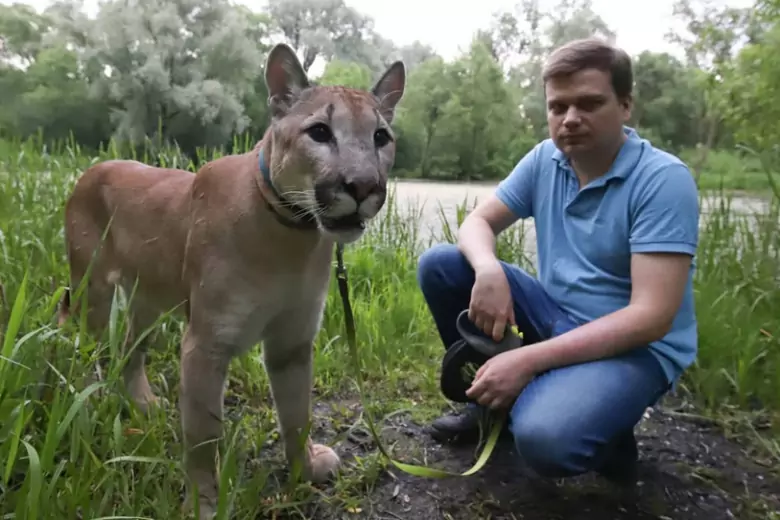 Суд конфисковал пуму Геркулеса у жителя Москвы Сергея Татаринцева и оштрафовал его