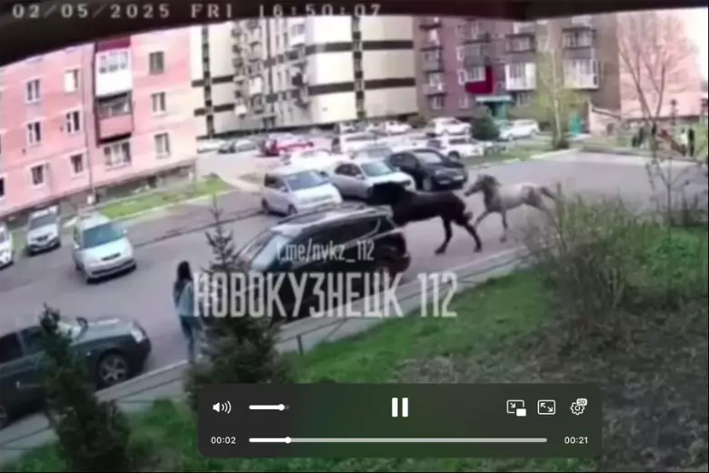 В российском Новокузнецке конь на улице города покалечил 7-летнюю девочку