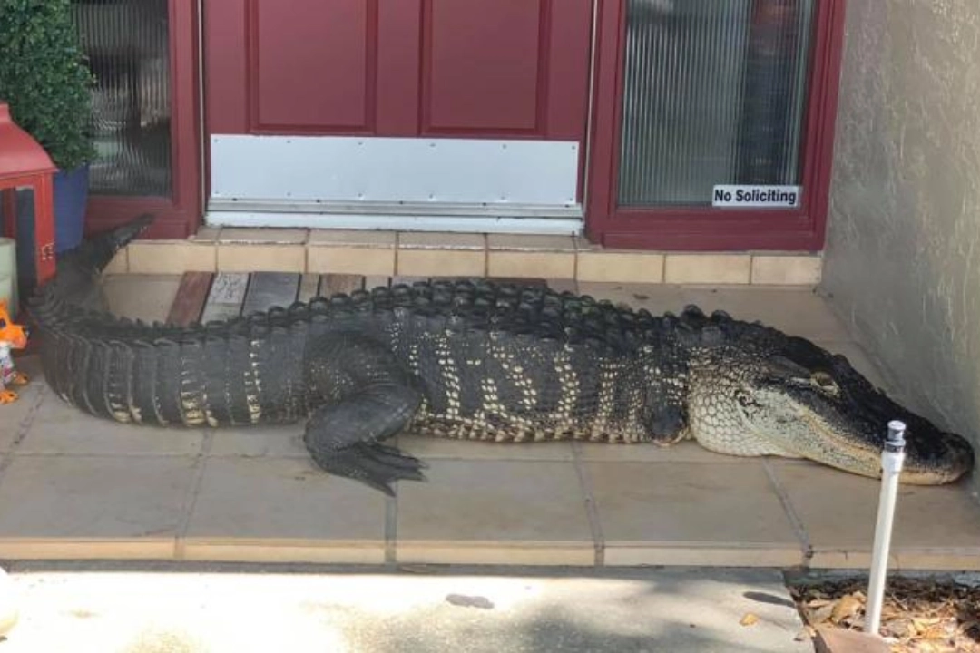 Семья во Флориде нашла почти 9-футового аллигатора с недостающими конечностями на пороге.
