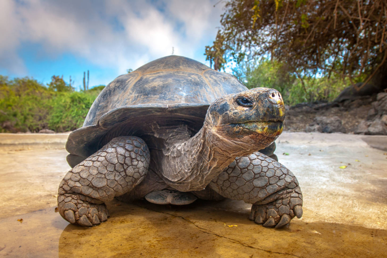 Черепахи – известные долгожители в мире животных. При среднем возрасте в 100-200 лет отдельные особи перешагивают даже эту планку и достигают 300-летнего возраста!