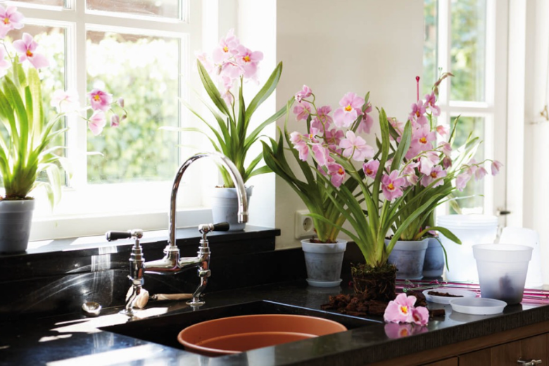 Далеко не все домашние растения подходят для кухни с ее высокой влажностью и перепадами температур.