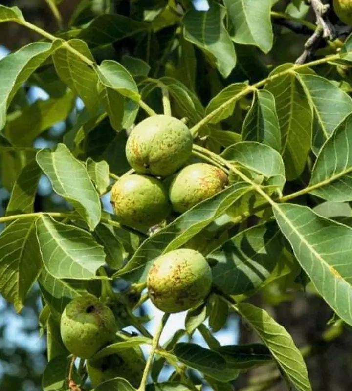 Грецкий орех считается особенным деревом. Кто-то наделяет его мистическими свойствами, кто-то не сажает его потому, что рядом с ним ничего не растет.
