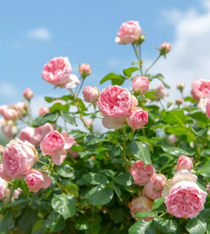 Цветоводы с опытом советуют укрывать на зиму розы даже тех сортов, что известны как морозоустойчивые.