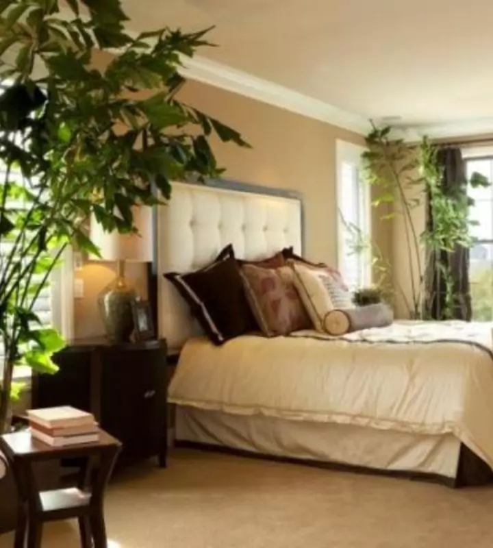 Комнатные растения улучшают микроклимат в квартире, создают уютную атмосферу. Некоторые из них нежелательно держать в спальне.