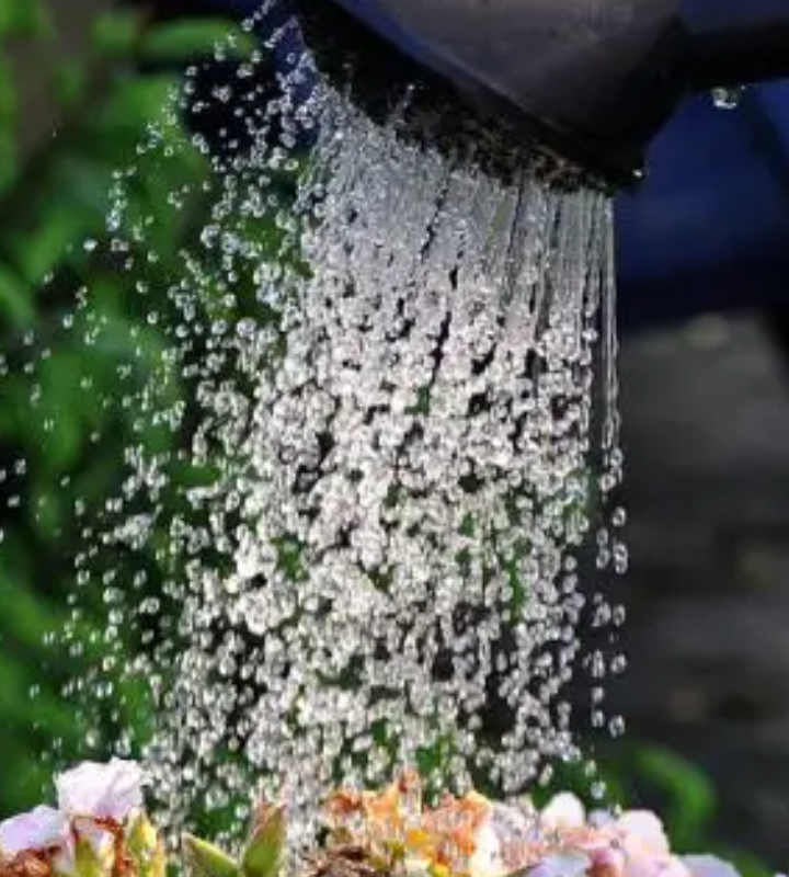 Рассаду и комнатные цветы нужно поливать не водопроводной водой, а как ее еще в народе называют, «живой», иначе растения будут останавливаться в росте и чахнуть по непонятным причинам.