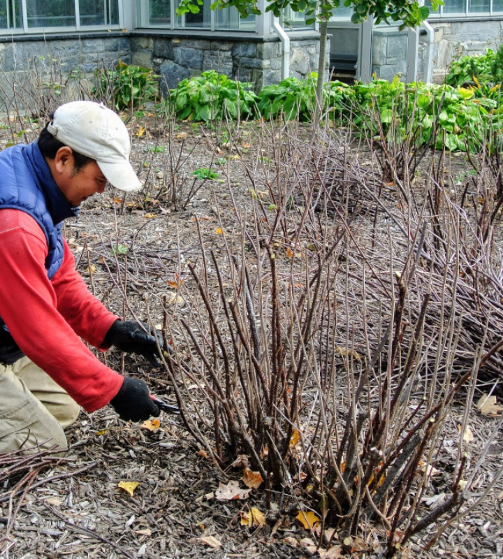 Формовкой куста смородины можно заниматься и осенью, и весной. Однако опытные дачники делают это перед зимой, в этом есть свой резон.