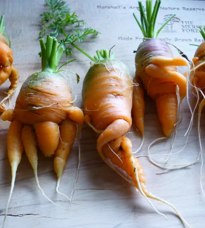Выкапывать урожай корявой моркови никому не хочется, куда приятнее собирать красивые, ровные корнеплоды. Эксперты знают, как решить проблему.