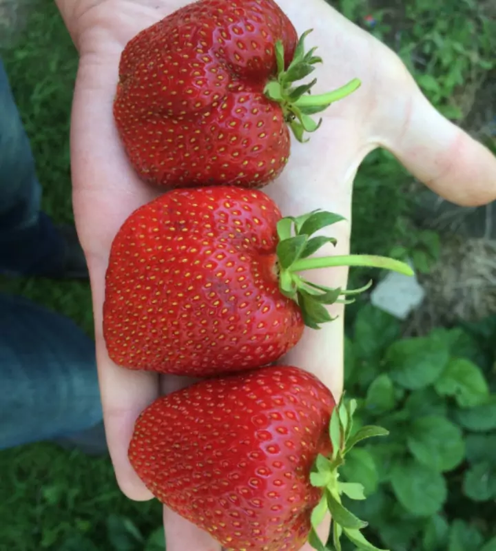 Для получения ягод крупного размера приготовим смесь, которая напитает растение веществами, влияющими на рост и здоровое развитие.