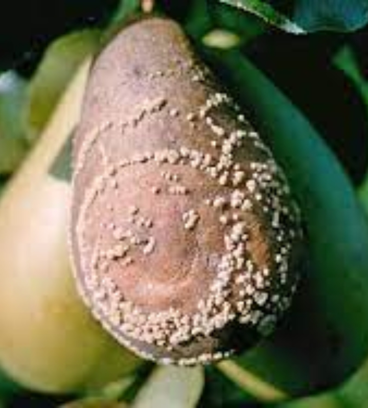 Гниющие ежегодно на грушевом дереве молоденькие плоды при обильном цветении и большом количестве завязей - признак того, что растение поразил монилиоз.