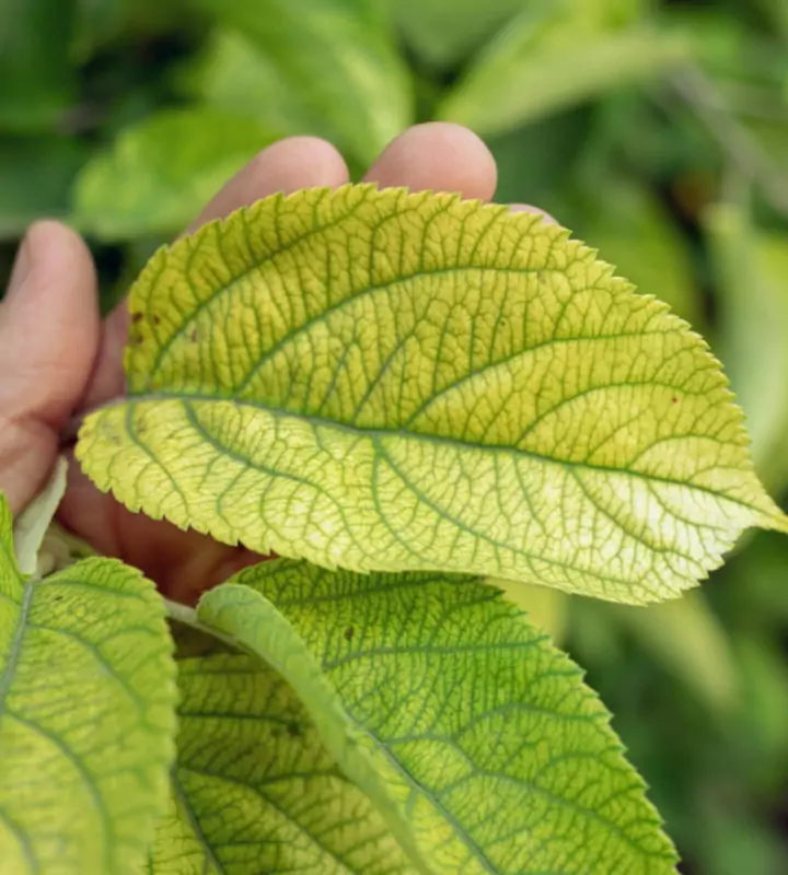Если вы заметили пожелтение или сильное осветление листиков на растениях, значит, пора начинать борьбу с хлорозом.