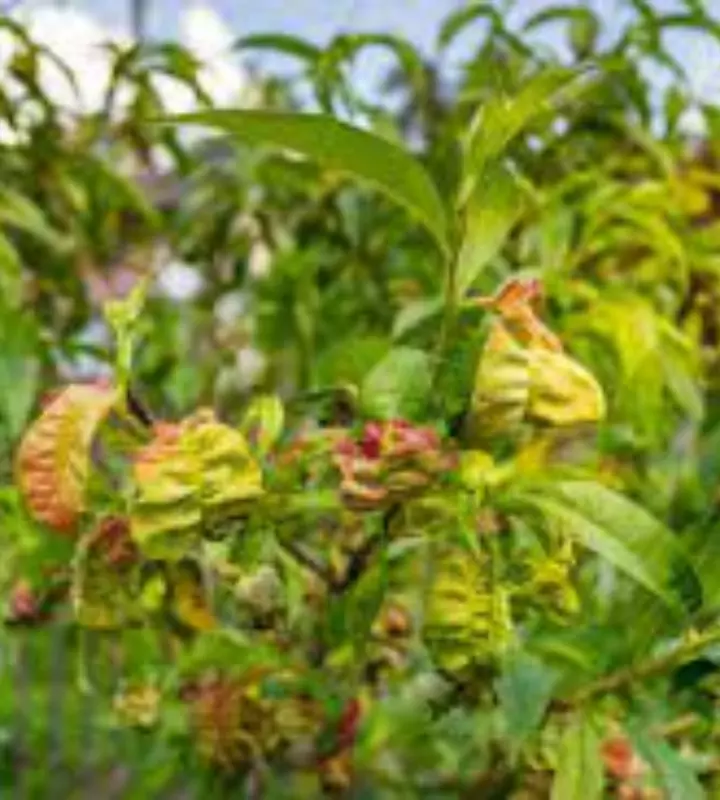 Для предотвращения курчавости у персика, выращиваемого на даче, следует применять отдельные агротехнические приемы с осени.