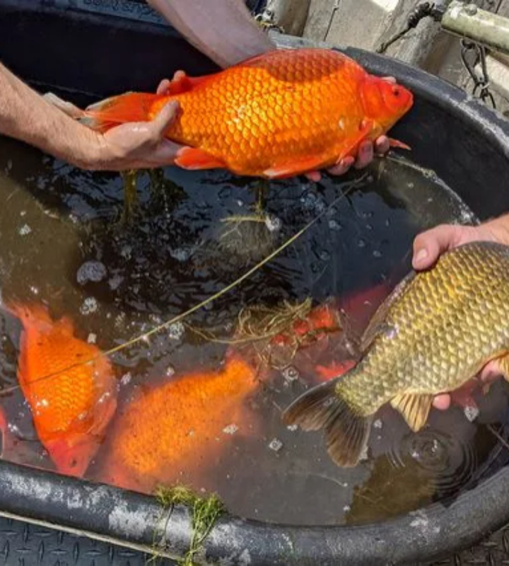 В Великих озерах буквально миллионы золотых рыбок, если не десятки миллионов. Об этом сообщил  "Нью-Йорк таймс" профессор биологии Николас Мандрак.