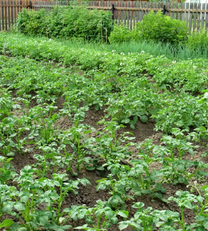 Посев сидератов осуществляется в осенний период после сбора урожая картошки.