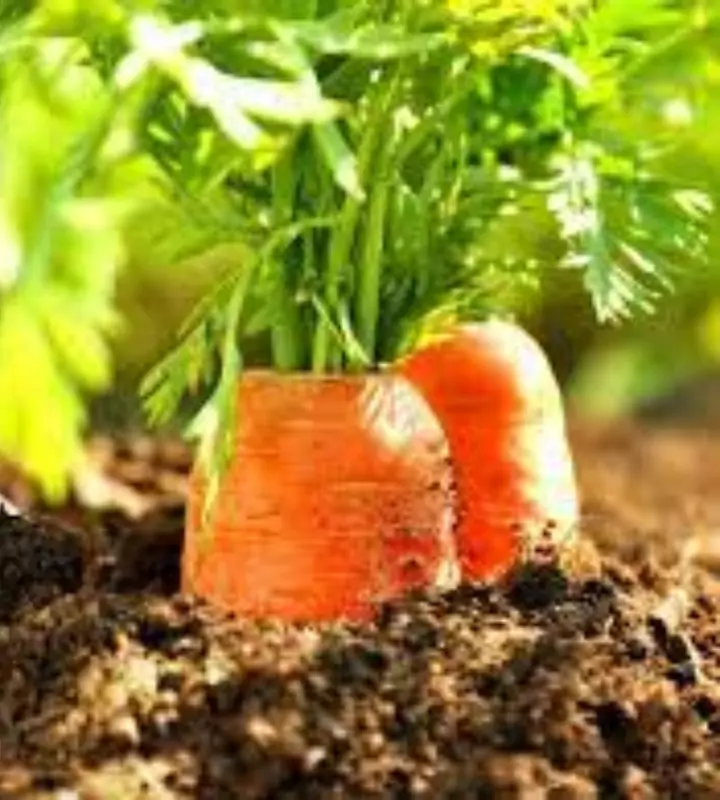 Хороший урожай моркови можно вырастить  и не на самой плодородной почве.