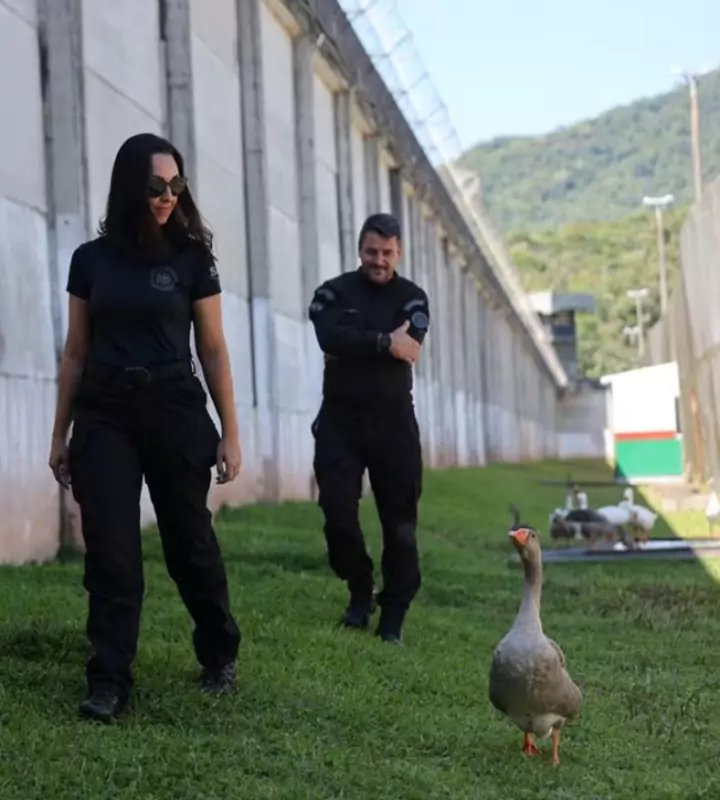 Правительство Бразилии запустило эксперимент, в котором заключённых в колонии охраняют гуси, а не собаки.