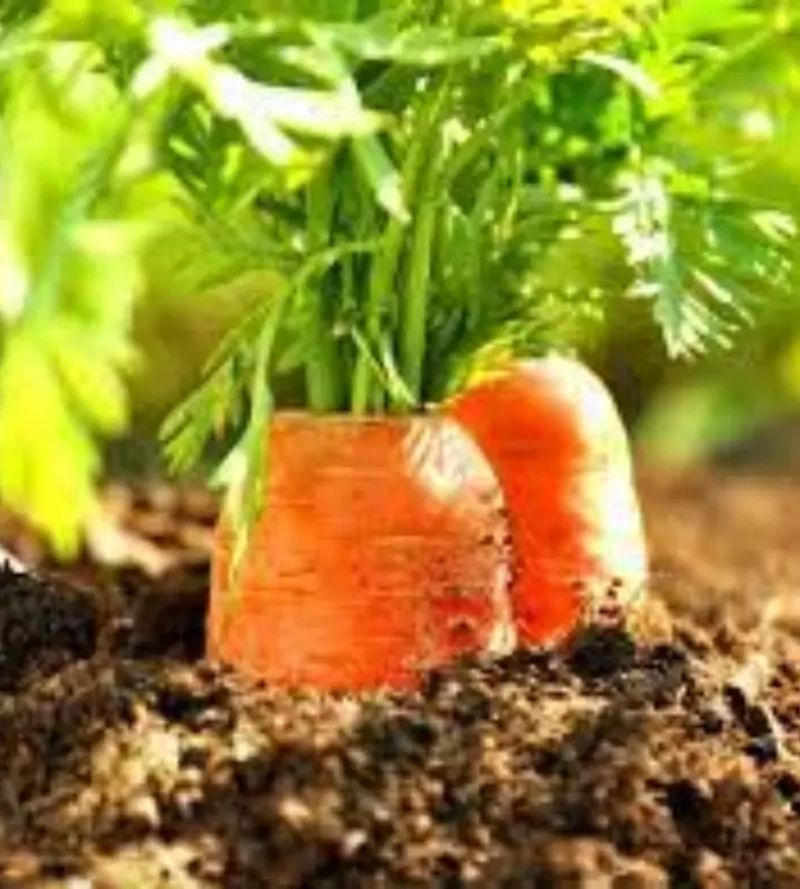 Ряд действий, осуществление которых в августе, позволит собрать отличный урожай моркови.