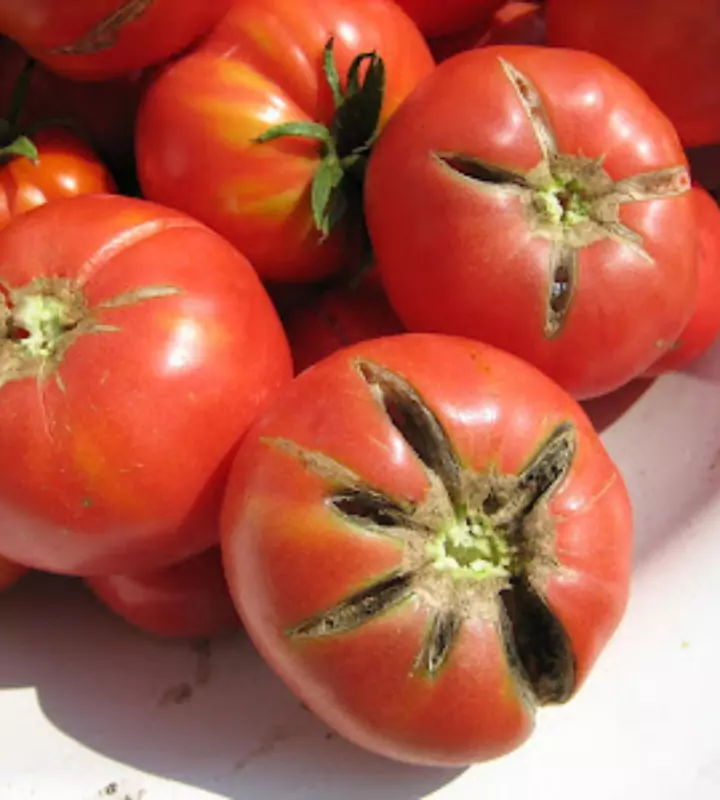 Трещины на помидорах - результат неграмотного ухода за овощами.