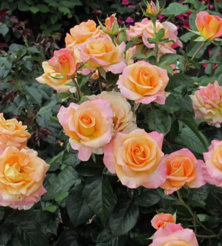 Отличительными чертами разных видов роз являются способность долго цвести, устойчивость к холоду и не только...