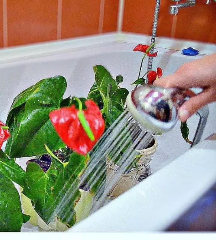 Что представляет собой горячий душ для комнатных цветов и так ли он нужен - отвечает опытный цветовод.