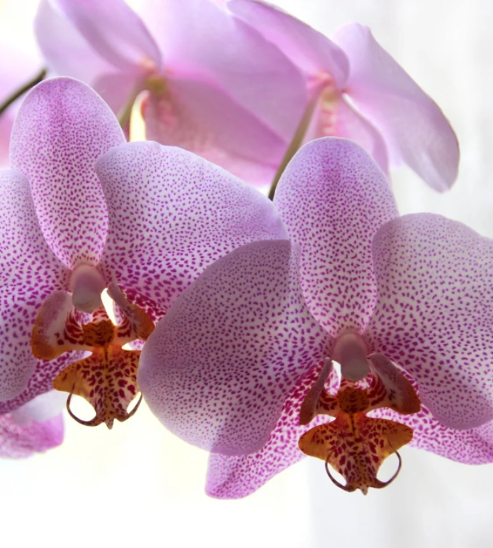 Перекись водорода полезна для цветов, а особенно для таких хрупких орхидей.  Аптечное средство подходит для профилактики заболеваний, а также обеспечивает насыщение кислородом.