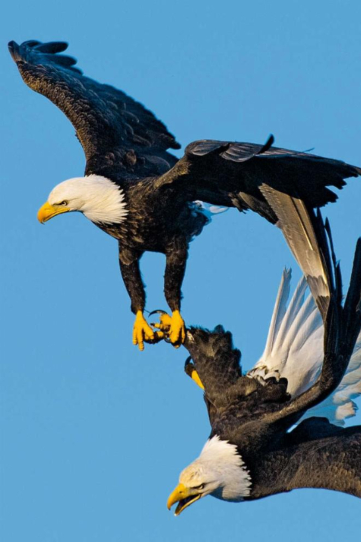 Один из брачных ритуалов белоголовых орланов происходит так: две птицы в полёте сцепляются когтями и начинают кружиться колесом, расцепляясь у самой земли.