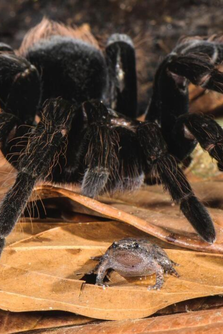 Многие виды пауков-птицеедов, размах ног которых превышает 20 см, образуют мутуалистические отношения с гораздо меньшими в размерах лягушками семейств узкоротов и свистуновых. 