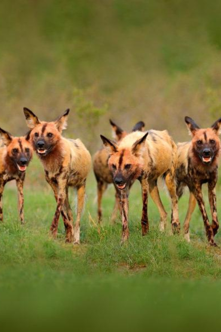 У обитающих в Африке гиеновидных собак существует коллективный механизм принятия решений. 