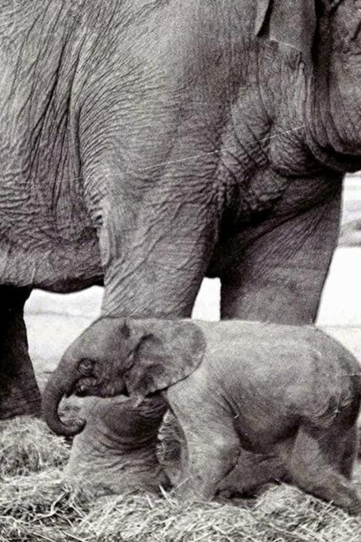 Несмотря на то, что индийские и африканские слоны принадлежат к разным родам, благодаря одинаковому числу хромосом в генах их гибридизация возможна.