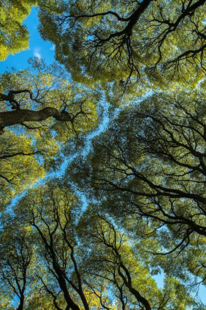 У некоторых видов деревьев наблюдается так называемая застенчивость кроны. 