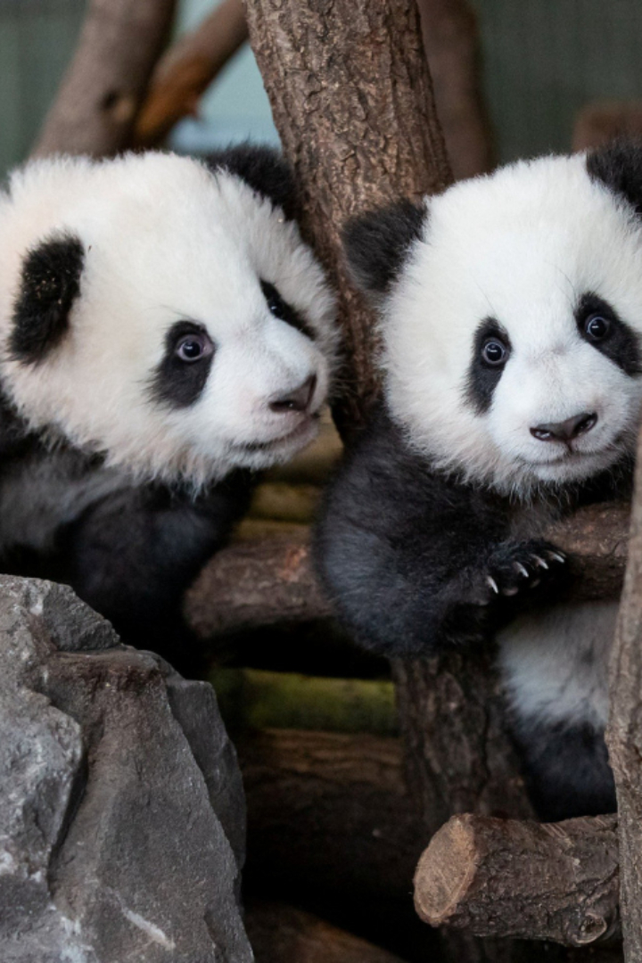 Примерно в половине случаев у больших панд рождаются близнецы, но мать почти всегда отказывается от одного детёныша, поскольку считает, что ей не хватит молока и энергии для выкармливания двоих.
