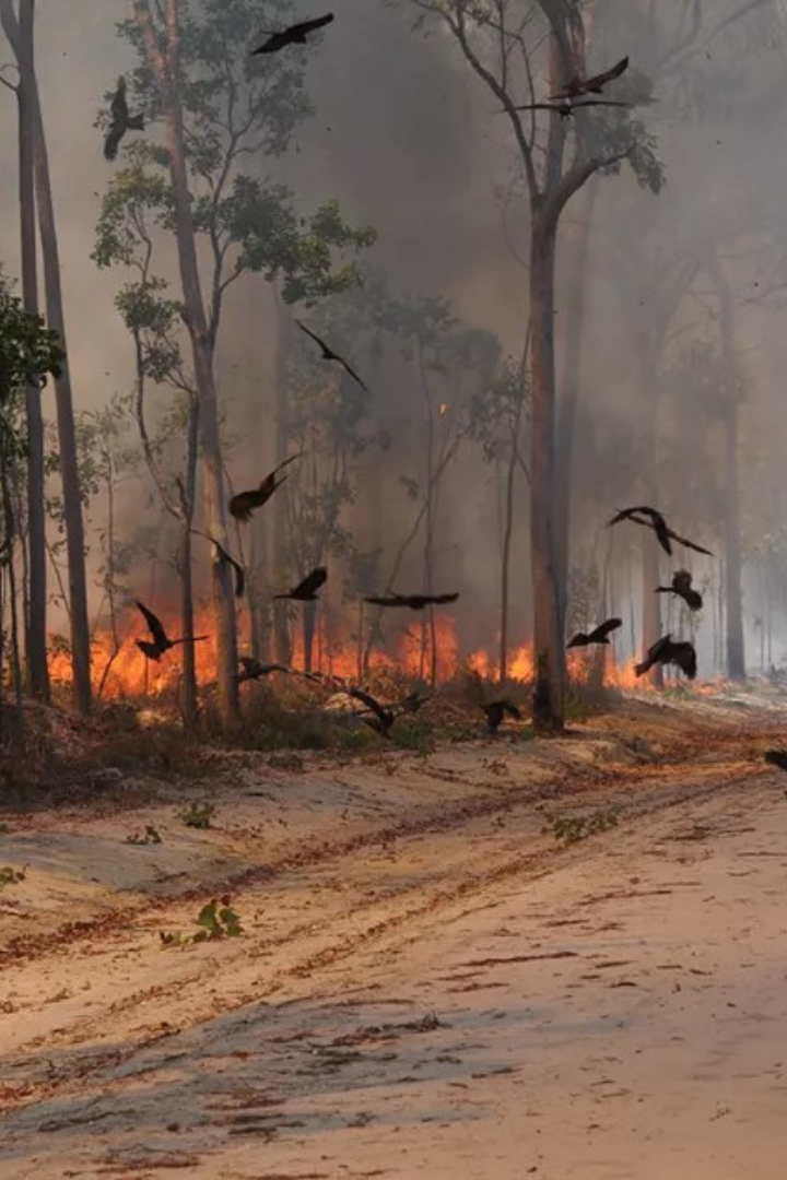 Хищные птицы часто обращают себе на пользу лесные пожары, подкарауливая выбегающую из зарослей жертву. 