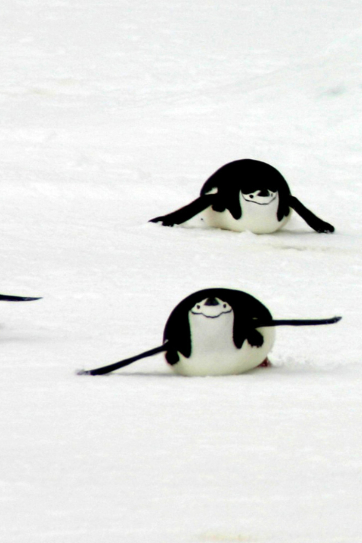 Пингвины передвигаются по суше не только на ногах.