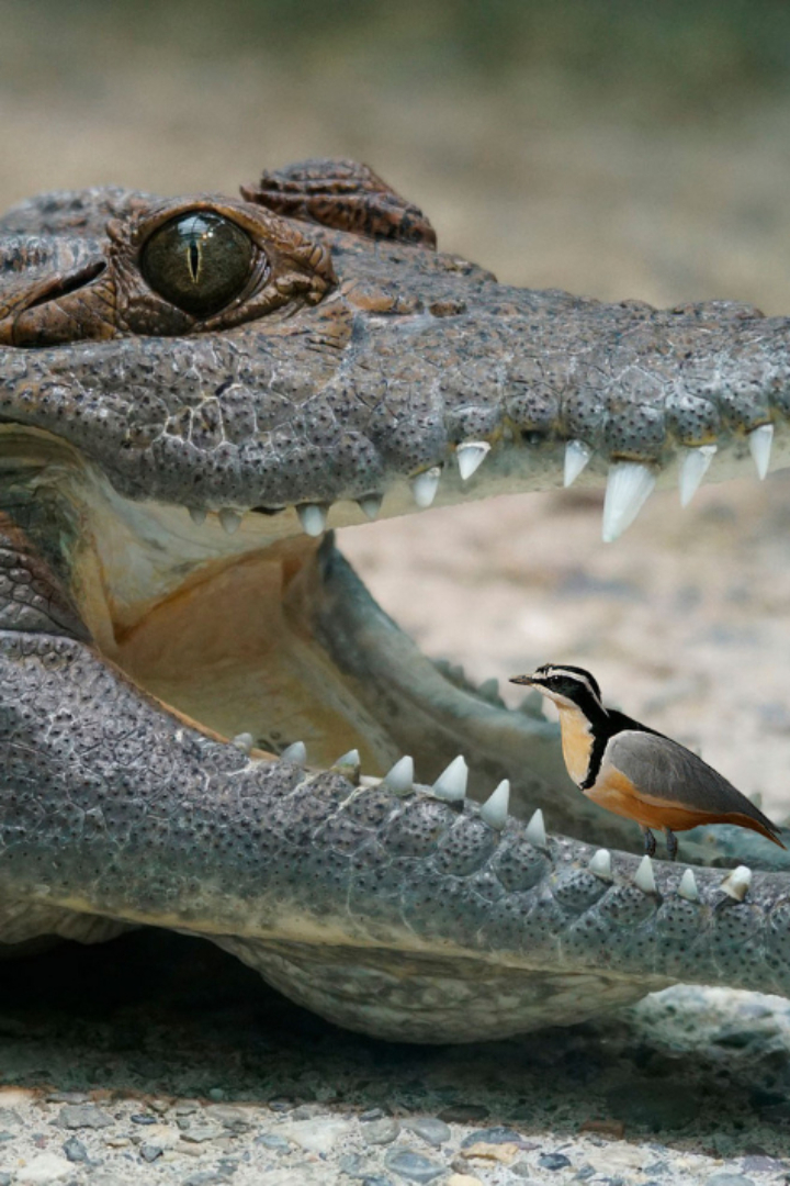 Со времён античности известна легенда о симбиотических отношениях крокодилов с некоторыми птичками, которые якобы чистят им зубы без опаски быть съеденными, но никаких документальных подтверждений этому поведению не найдено.