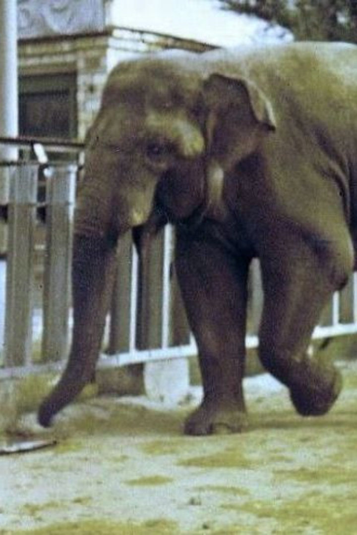 В карагандинском зоопарке с 1973 по 1993 годы жил слон Батыр, умевший подражать человеческой речи. 