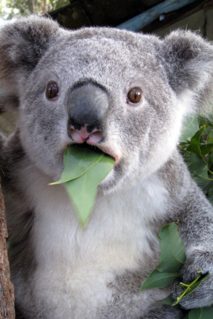 У коалы большая голова, но соотношение мозга к массе тела — одно из самых низких среди млекопитающих, к тому же поверхность мозга практически гладкая. 
