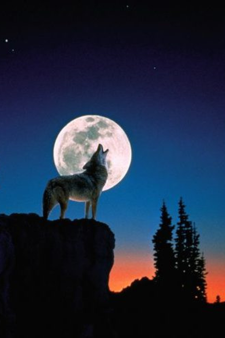 Распространено поверье, что волки воют на луну, хотя в действительности волку не важно, есть или нет на небе луна и в какой фазе она находится. 
