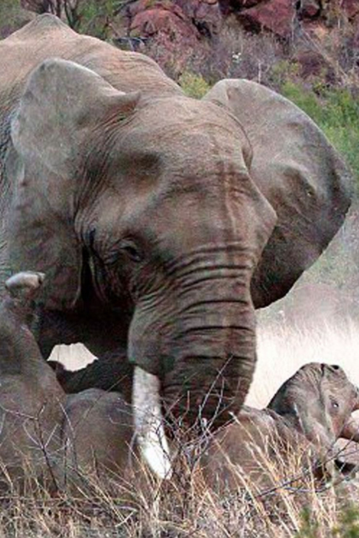 Самцы слонов периодически проходят через состояние так называемого «муста», когда уровень тестостерона в крови до 60 раз выше обычного.