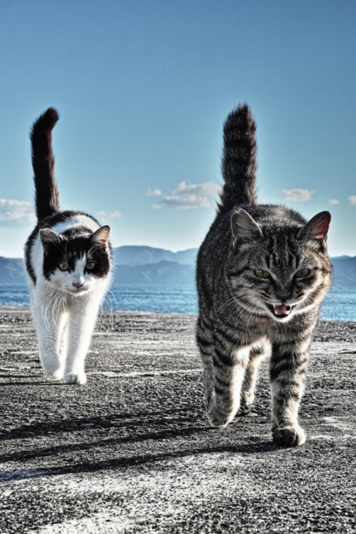 Походка кошек и других кошачьих организована таким образом, что задними лапами они наступают почти ровно в то место, куда ранее наступили передние лапы.