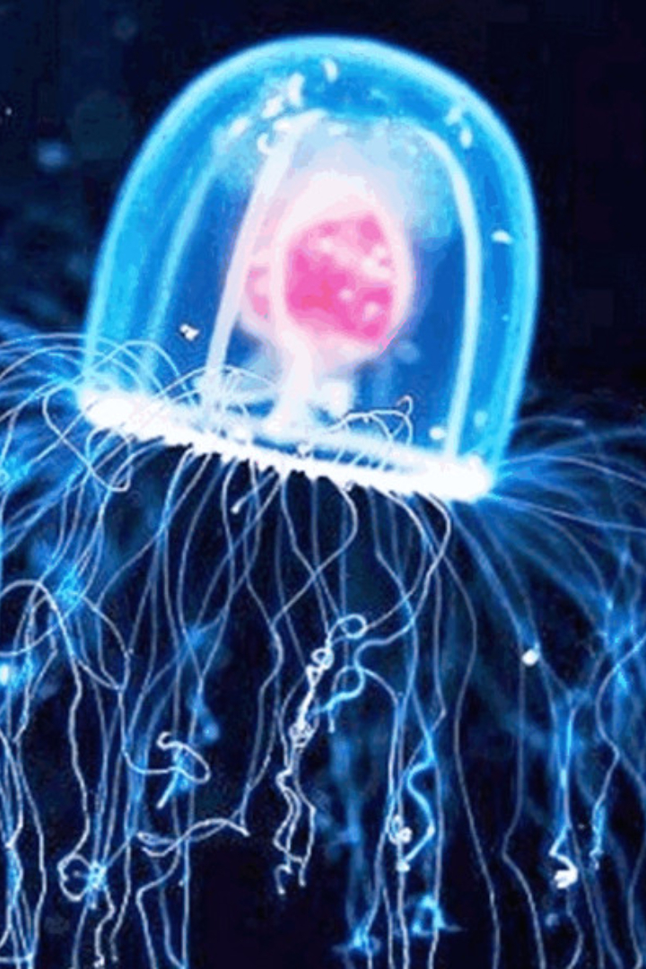 Упрощённо жизненный цикл медузы можно представить так: они рождаются в виде полипов, затем переходят в медузоидную стадию, а затем взрослые медузы после размножения обычно погибают. 