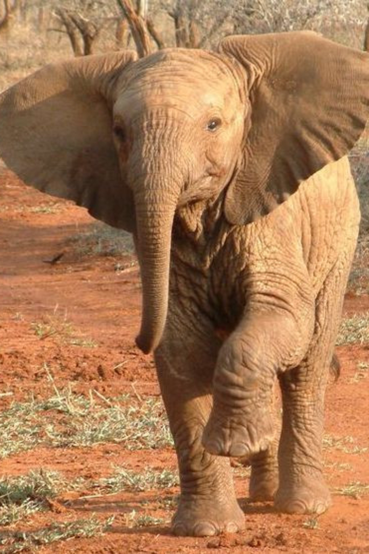 Слоны могут общаться друг с другом с помощью инфразвука — волн частотой ниже 20 Гц, не воспринимаемых человеческим ухом. 