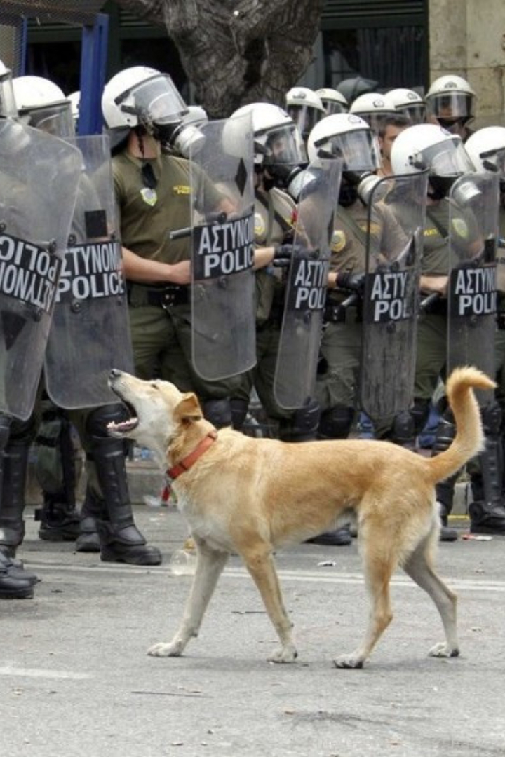 Несколько бездомных собак прославились как активные участники акций протеста в Греции. 