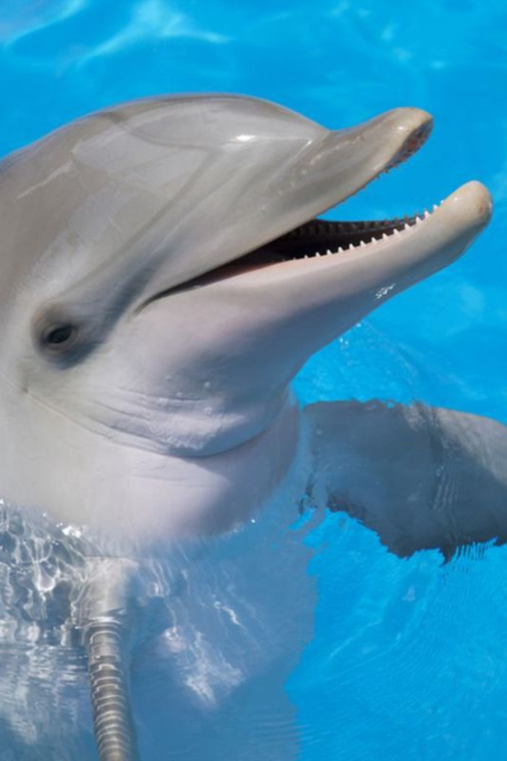 Дельфины пользуются весьма развитым языком, состоящим из разных свистов, писков, воплей, жужжания и т.п. — всего около 180 коммуникационных знаков.