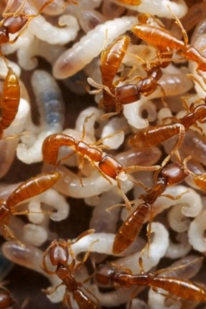 Обитающих на Мадагаскаре муравьёв вида Adetomyrma venatrix за специфичный образ питания прозвали «Дракулами».