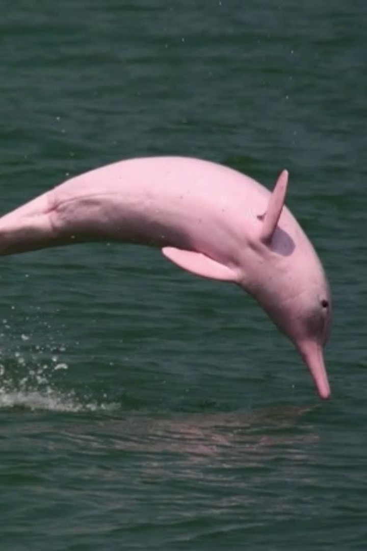 Амазонские речные дельфины нередко имеют розовый окрас. 