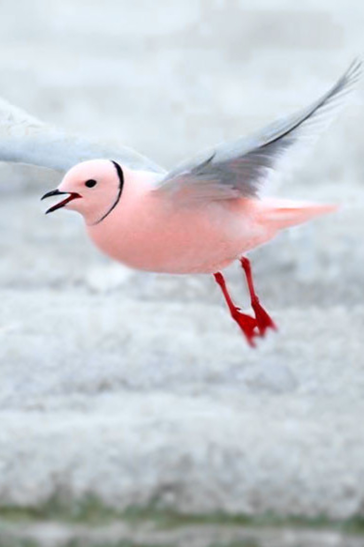 Не все перелётные птицы северного полушария зимой улетают на юг. 