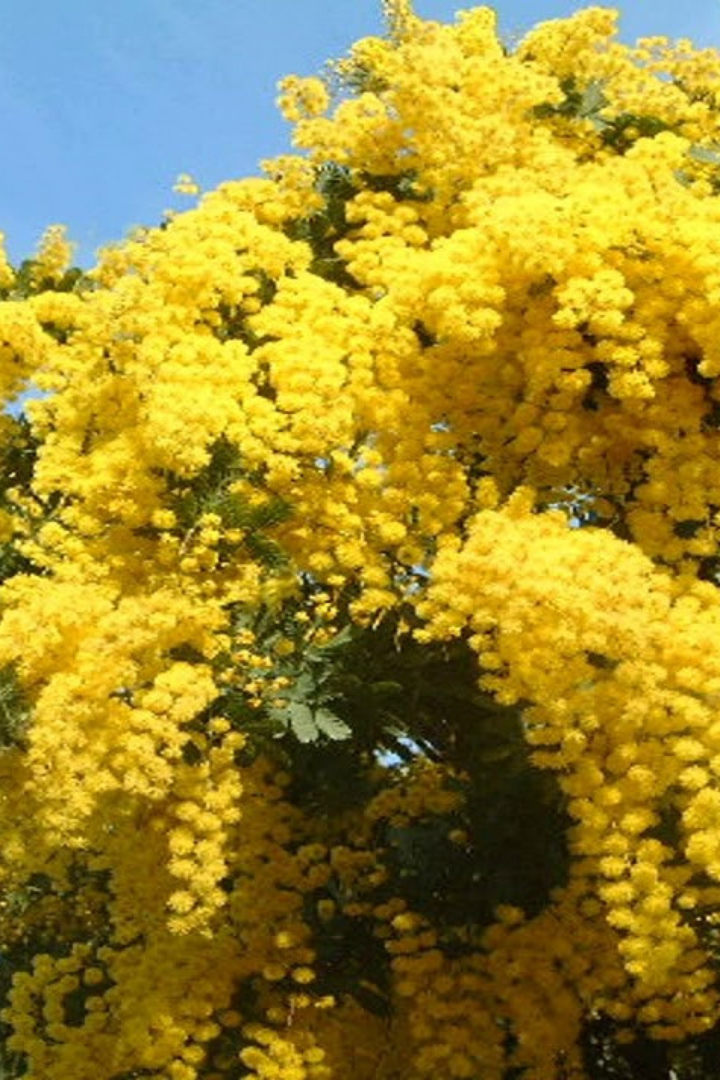 Известные многим цветы мимозы, которые часто дарят женщинам 8 марта, на самом деле называются иначе  — акация серебристая.