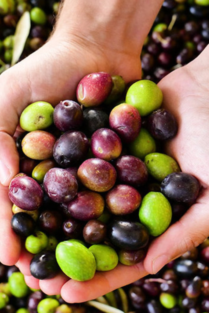 Зелёные и чёрные оливки, которые также называют маслинами, — это плоды одного дерева.